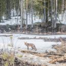 В Нарьян-Маре объявили карантин из-за бешеной лисицы