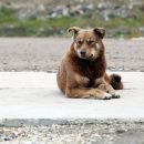 В Усинске укушенная бродячим псом женщина взыскала с мэрии 20 тысяч рублей В Усинске укушенная бродячим псом женщина взыскала с мэрии 20 тысяч рублей